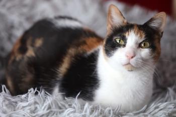 Bild von Arabella