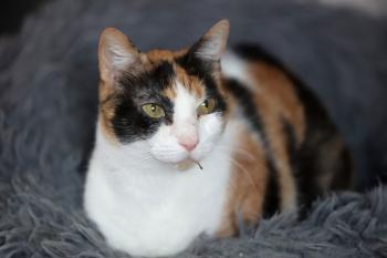 Bild von Arabella