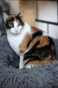 Bild von Arabella