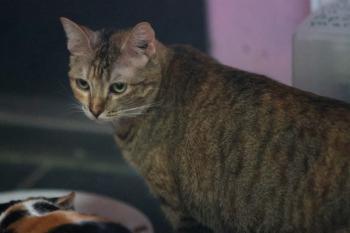 Daisy Bild von Daisy