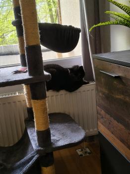 Chuck Bild von Chuck