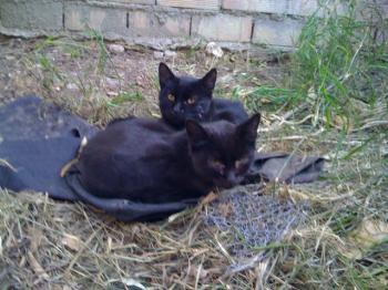 Bild von Frodo