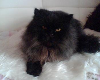 Zeidan Bild von Zeidan