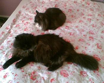 Zeidan Bild von Zeidan