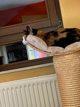 Bild von Moira