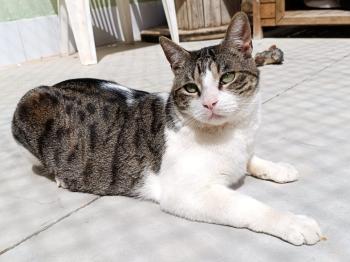 Bild von Hugo
