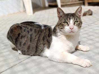 Bild von Hugo