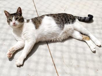 Bild von Hugo