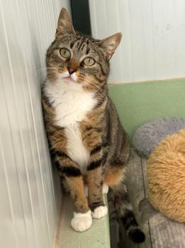 Moly Bild von Moly