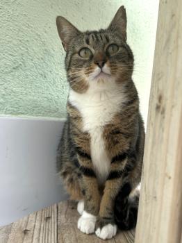 Moly Bild von Moly