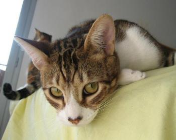 Hansel Bild von Hansel