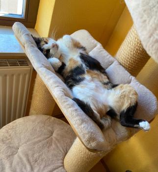 Bild von Moira