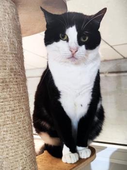 Felix Bild von Felix