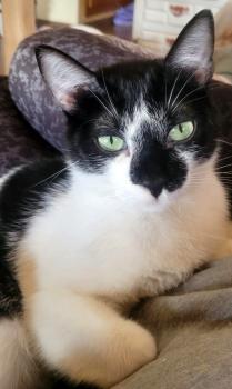 Bandit Bild von Bandit