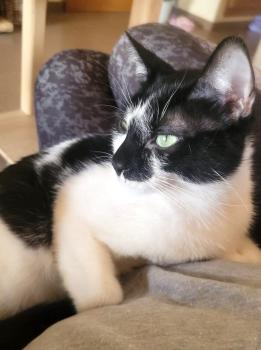 Bandit Bild von Bandit