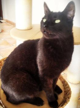 Bild von Vampi