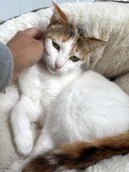 Bild von Chica