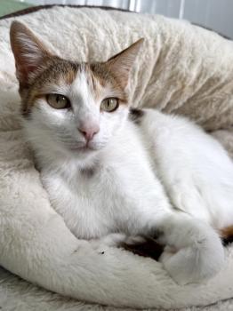 Bild von Chica