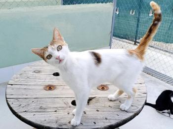 Bild von Chica
