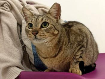 Sugar Bild von Sugar