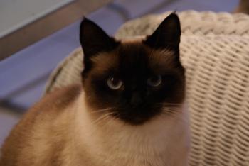 Moly Bild von Molly