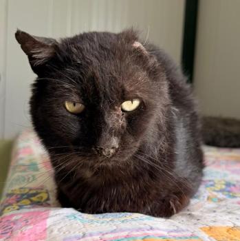 Mowgli Bild von Mowgli