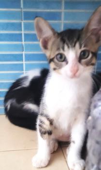 Jasmine Bild von Jasmine