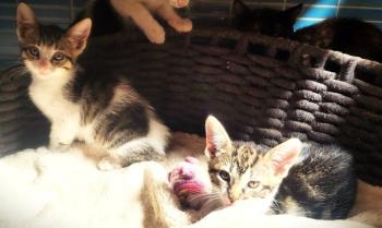Bild von Mulan