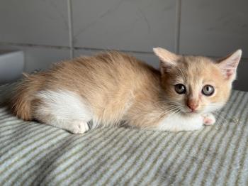 Bild von Percy
