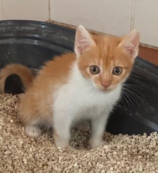 Henrieta Bild von Henrieta