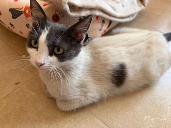 Freya Bild von Freya