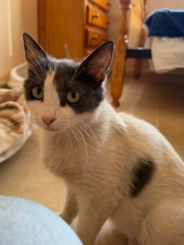 Freya Bild von Freya