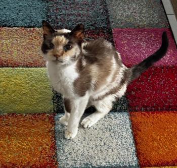 Bild von Daisy