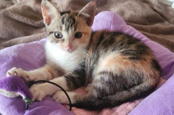 Bild von Maya
