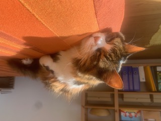 Bild von Olga