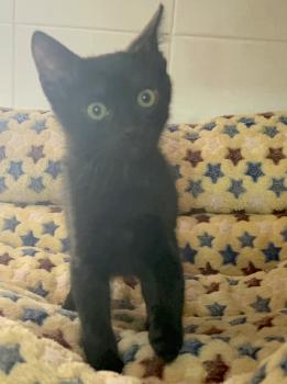 Panther Bild von Panther