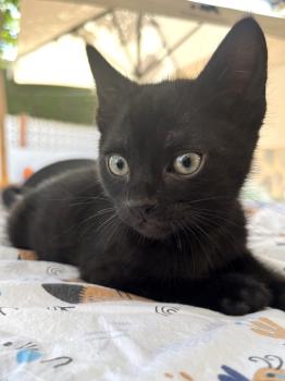 Panther Bild von Panther