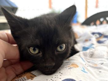 Panther Bild von Panther