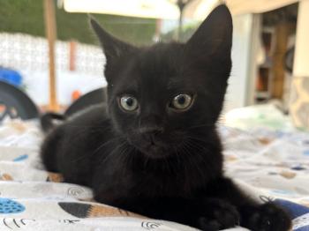Panther Bild von Panther