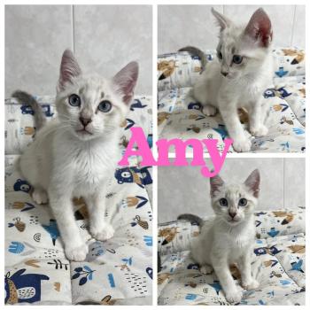 Bild von Amy
