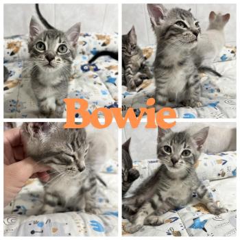 Bild von Bowie