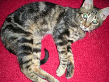 Merlin im neuen Zuhause Bild von Merlin