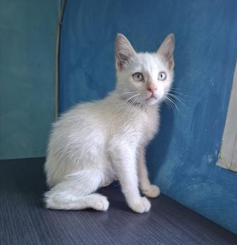 Figaro Bild von Figaro