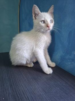 Figaro Bild von Figaro