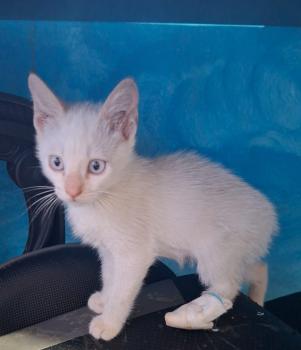 Figaro Bild von Figaro