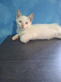 Figaro Bild von Figaro