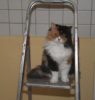 Rufina Bild von Rufina