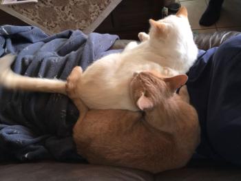Bild von Phan