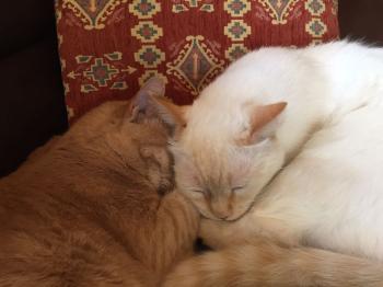 Bild von Phan