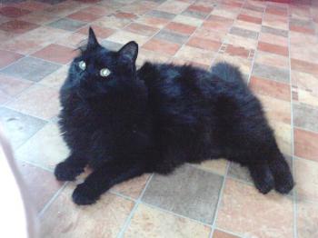 Sayako Bild von Sayako